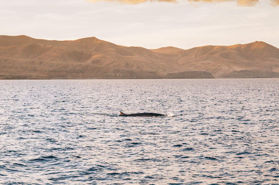 Lanzarote: Dolphin-Watching Sunset Cruise with Transfers - Cancellation and weather notes