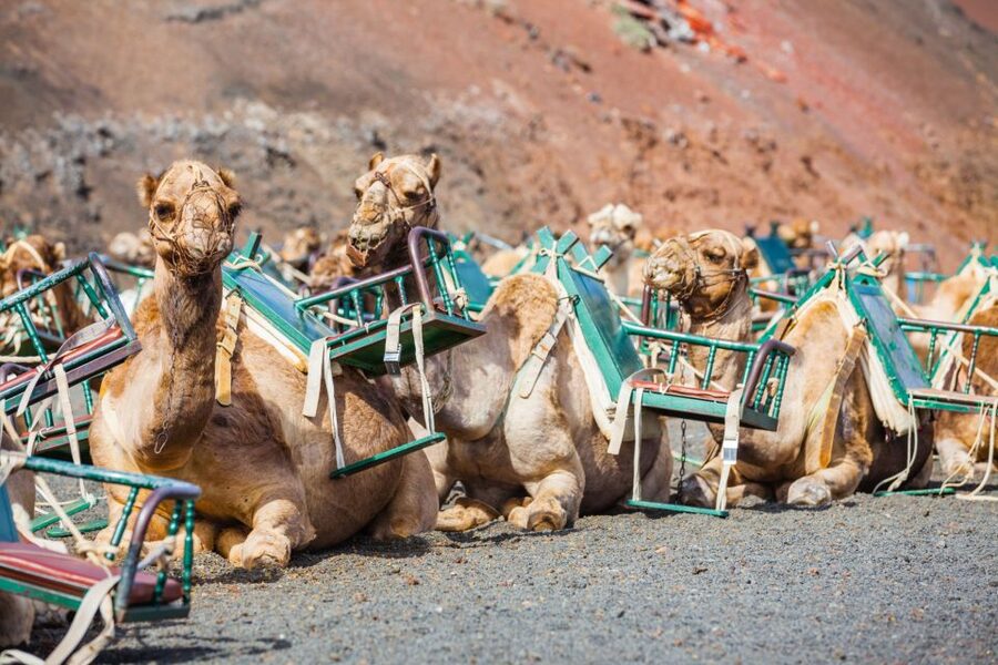 Lanzarote: Guided Day Trip to Timanfaya Park & Lago Verde - Five things worth knowing before you book