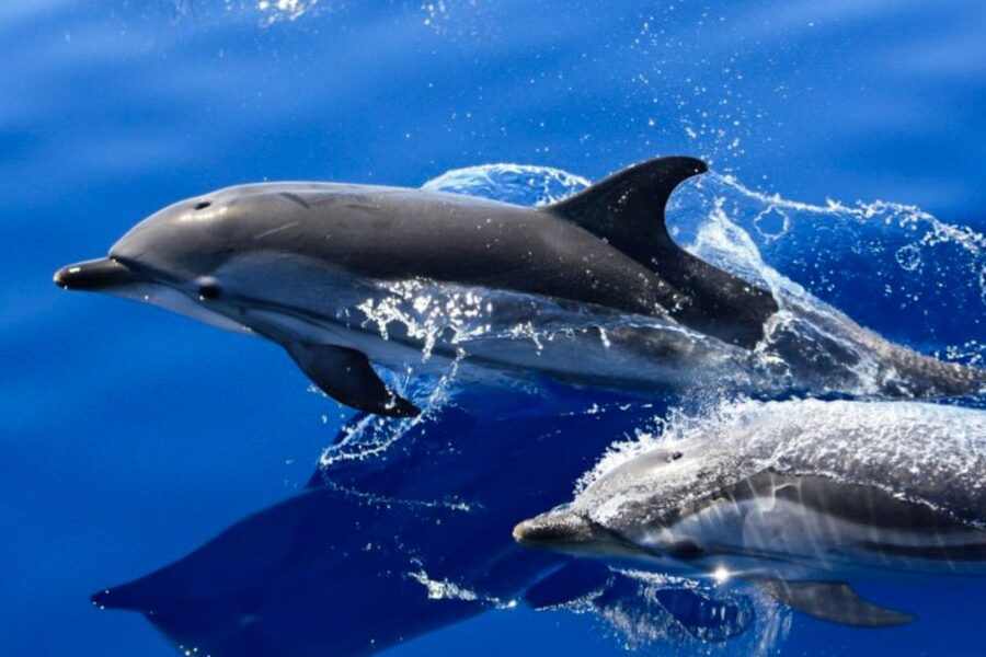 Lanzarote: Lobos Island Half-Day Dolphin Watching Trip - Key things to know before you book