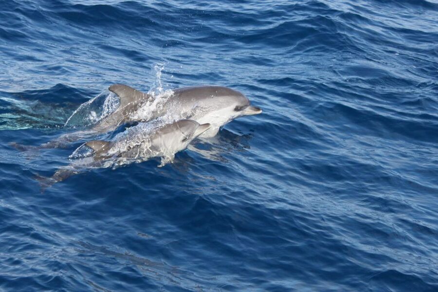 Lanzarote: Lobos Island Half-Day Dolphin Watching Trip - Who will enjoy this excursion most