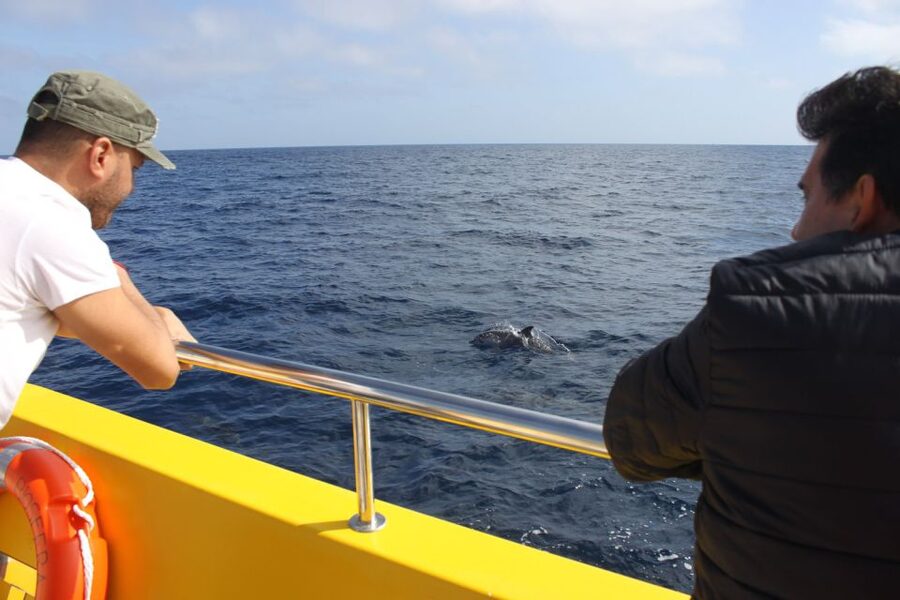 Lanzarote: Lobos Island Half-Day Dolphin Watching Trip - Why this half-day trip works so well