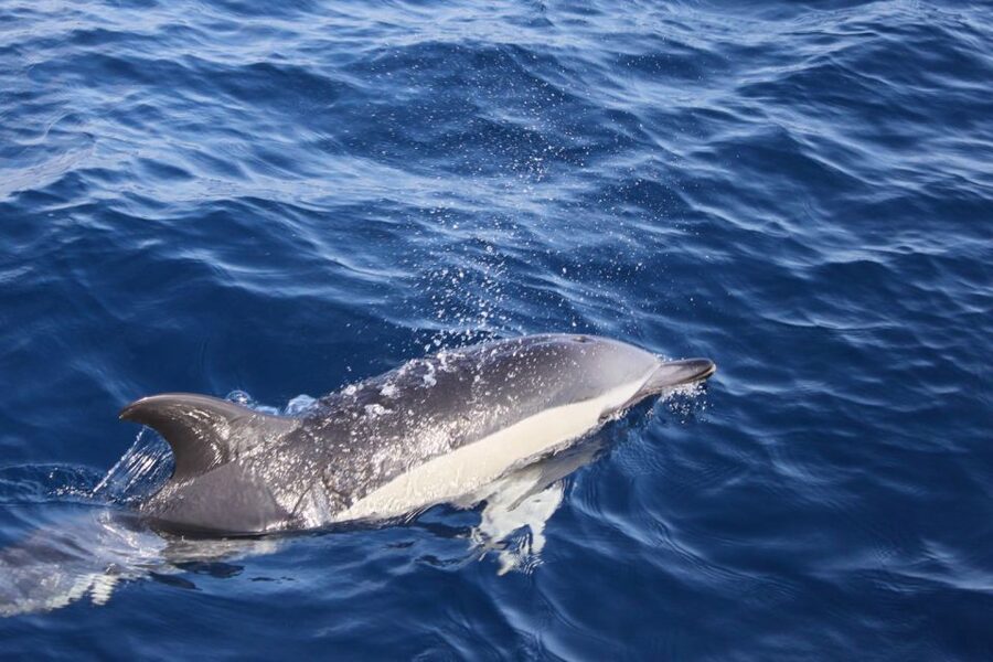 Lanzarote: Lobos Island Half-Day Dolphin Watching Trip - The 1.5-hour boat ride toward Lobos