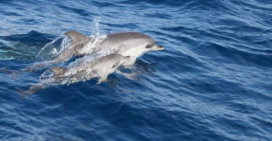 Lanzarote: Lobos Island Half-Day Dolphin Watching Trip - Morning pickup across Lanzarote