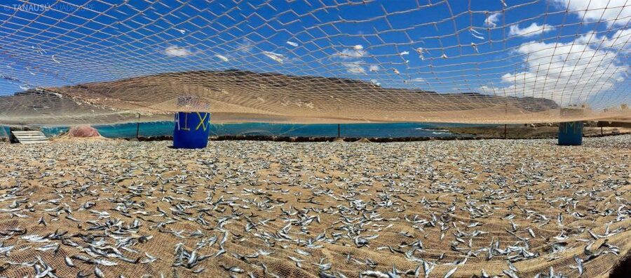 Lanzarote: Return Ferry to La Graciosa with Bus Pickup - Who should book this day trip?
