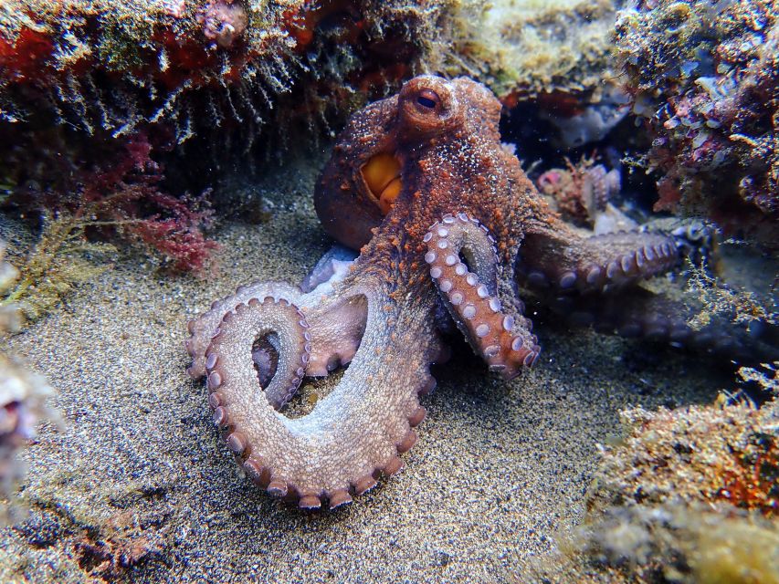 Lanzarote: Scuba Diving for Beginners - 1 Dive - Final verdict: should you book it?