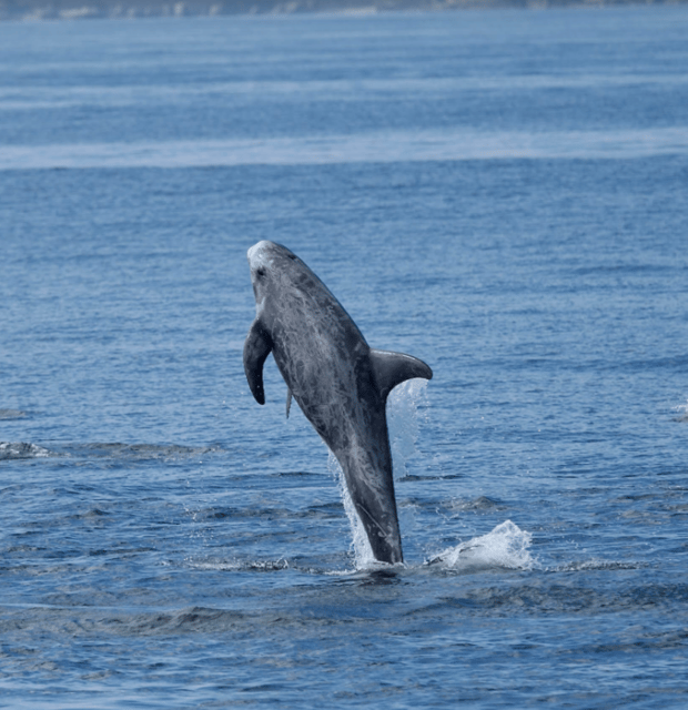 Lanzarote: Sea Safari Experience - Key points to know before booking