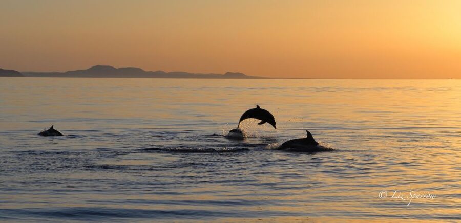 Lanzarote: Sea Safari Experience - Final call: should you book it?