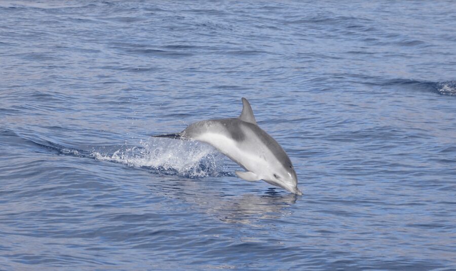 Lanzarote: Sea Safari Experience - Searching for dolphins, whales, and turtles