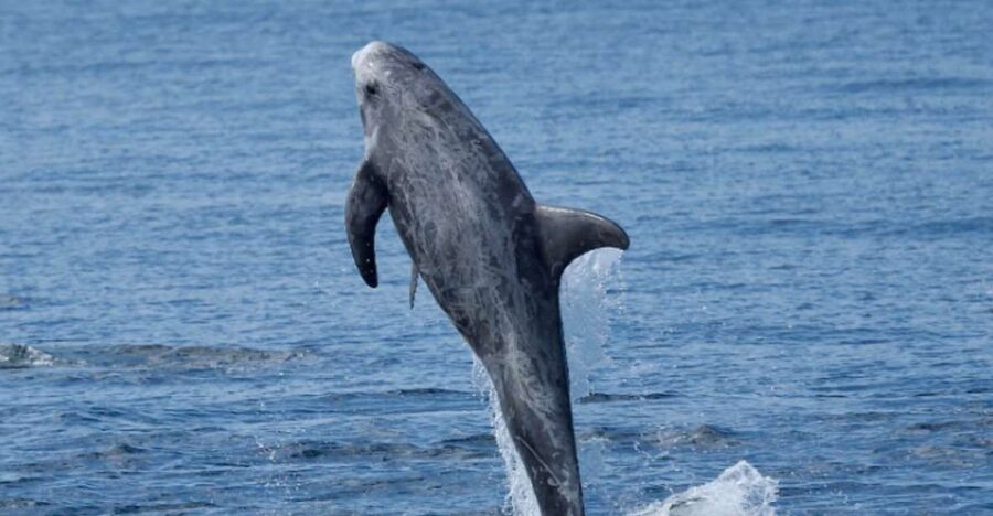 Lanzarote: Sea Safari Experience - The hydrophone adds a different kind of encounter