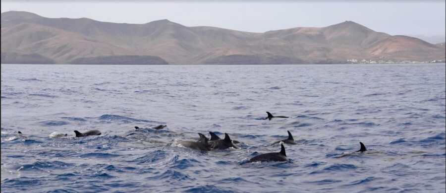 Lanzarote: Sea Safari Experience - What the small trimaran feels like at sea