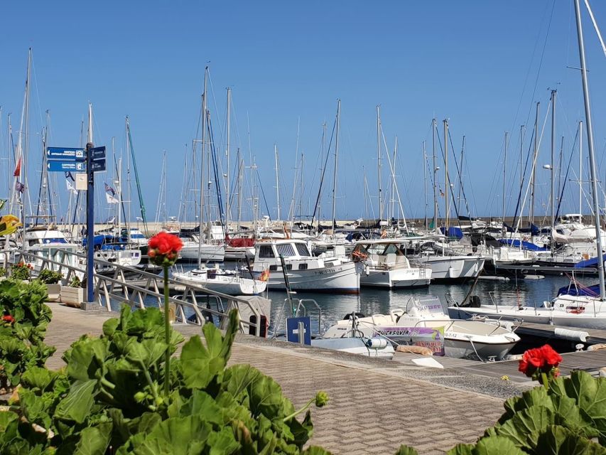 Lanzarote: Sea Safari Experience - Is 71 dollars good value?