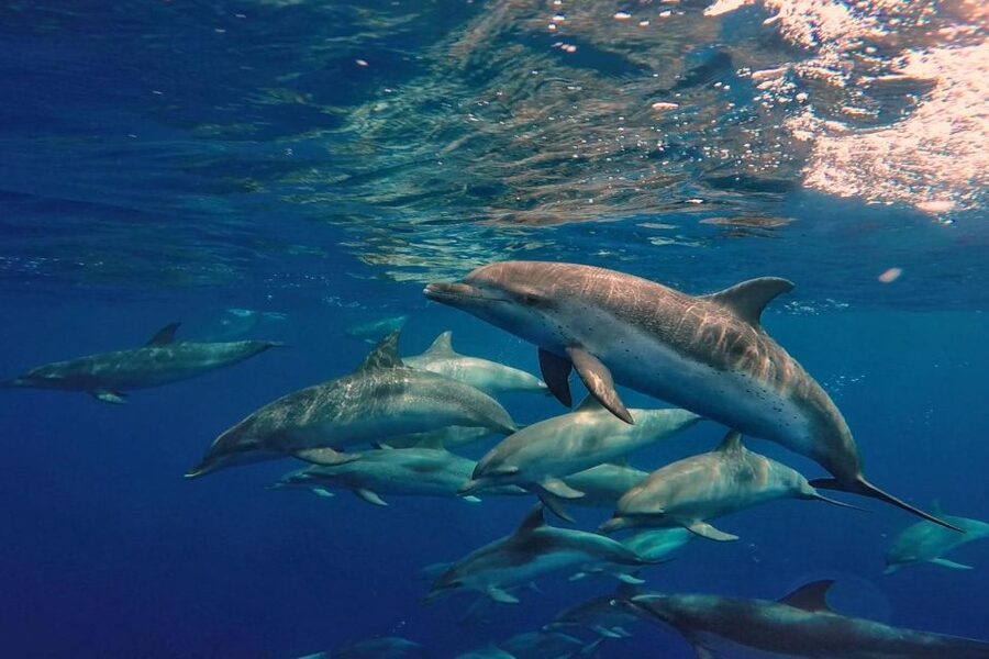 Lanzarote: Sea Safari Experience - Practical tips for a better three hours