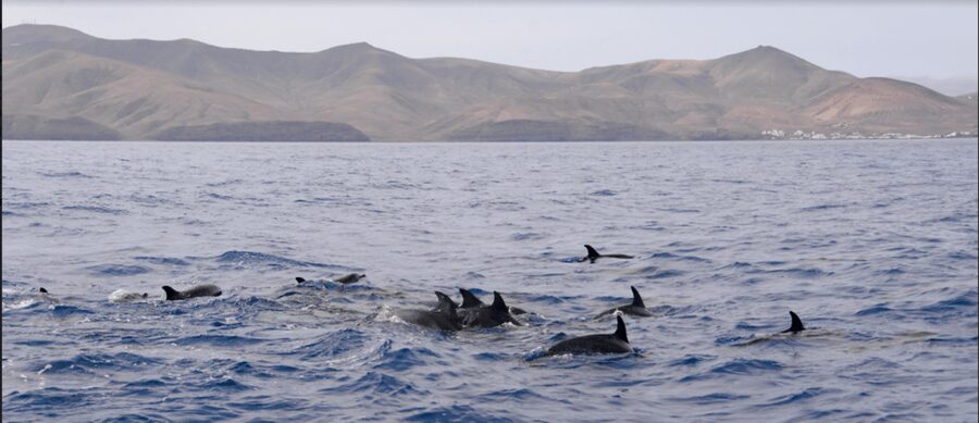 Lanzarote: Sea Safari Experience - Reading Lanzarote from the Atlantic