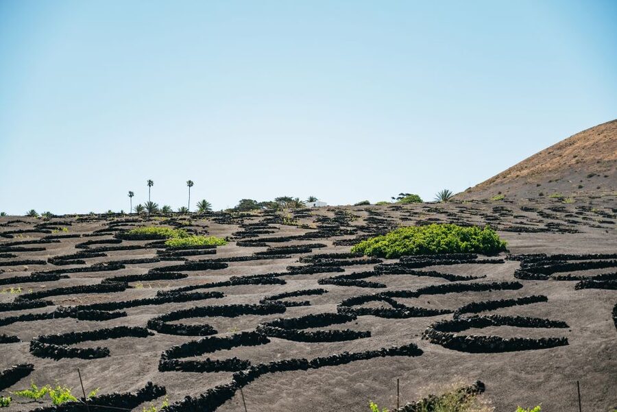 Lanzarote: Timanfaya National Park & La Geria Tour - Key points at a glance