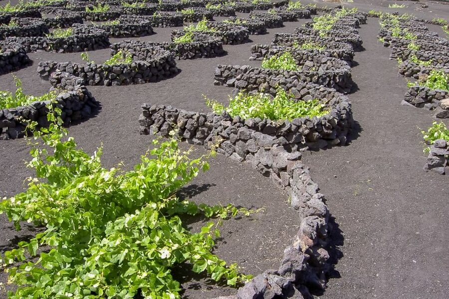 Lanzarote: Timanfaya Park and Jameos del Agua Full-Day Tour - Is the $88 price good value?
