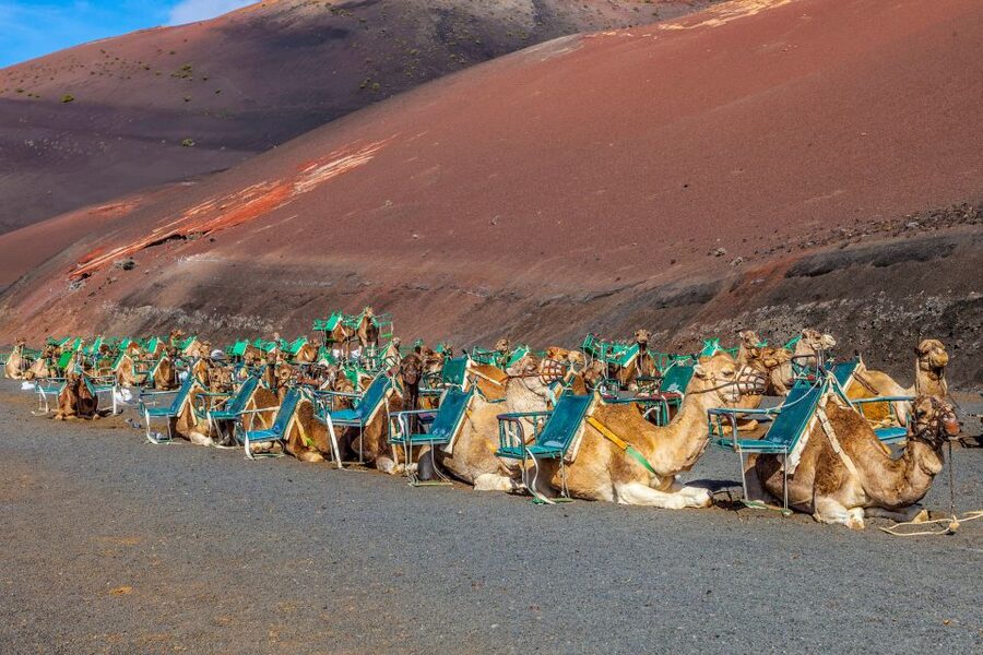 Lanzarote: Volcanos of Timanfaya and Caves Tour with Lunch - Why this nine-hour island circuit works