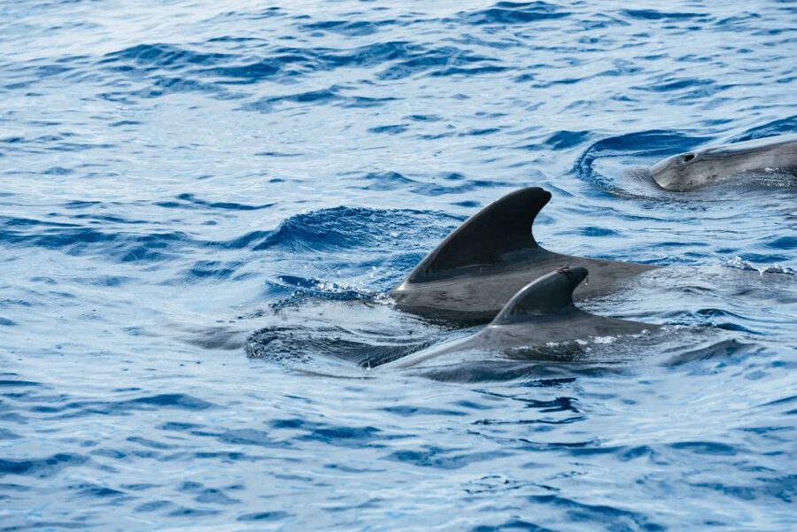 Las Galletas: Whale & Dolphin Tour with Local Skipper - Key points at a glance