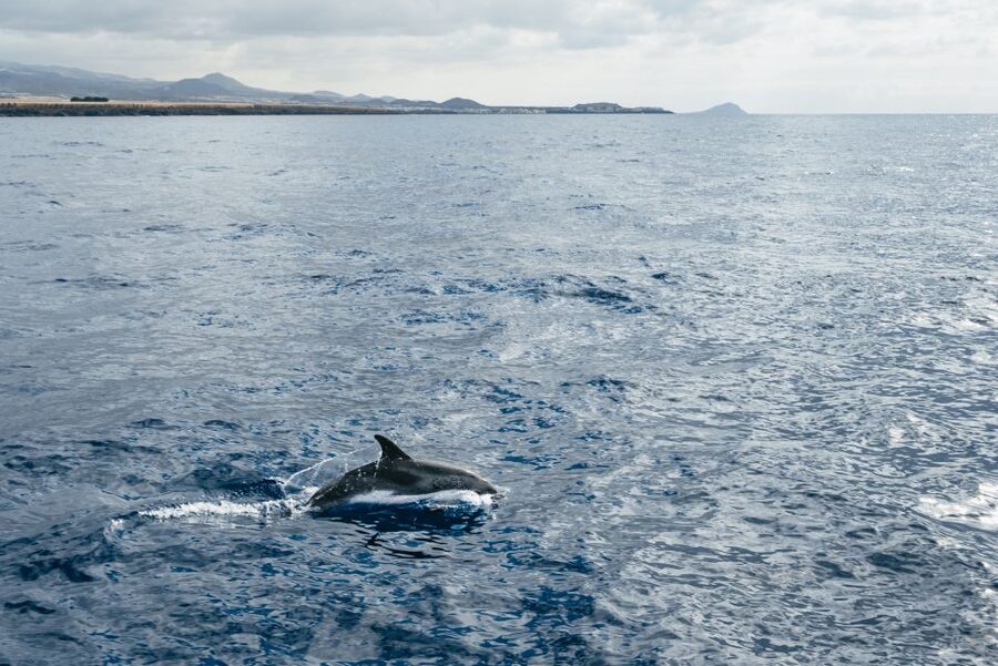 Las Galletas: Whale & Dolphin Tour with Local Skipper - Boarding the Cruz del Sur