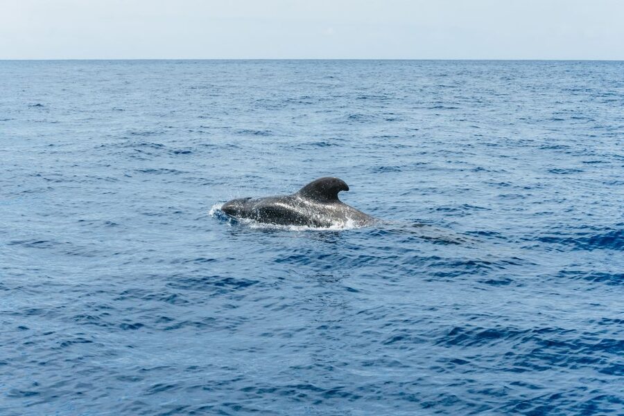 Las Galletas: Whale & Dolphin Tour with Local Skipper - Searching for whales and dolphins off Tenerife