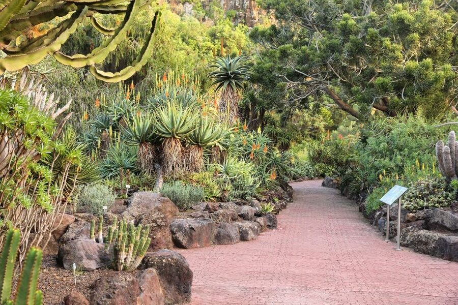 Las Palmas, Botanical Gardens and Bandama Volcano Tour - Las Canteras Beach and the Alfredo Kraus area