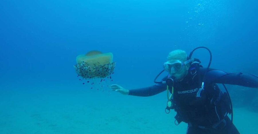 Lloret de Mar: Scuba Diving Experience no License Required - Starting at Dolphins Diving Center