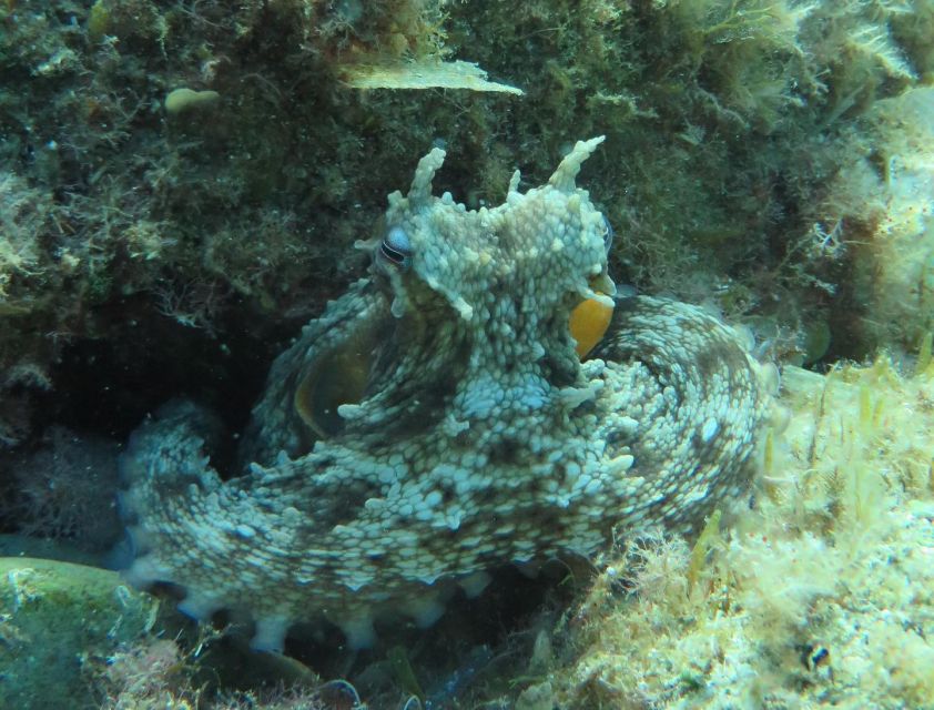 Lloret de Mar: Scuba Diving Experience no License Required - What the marine setting adds