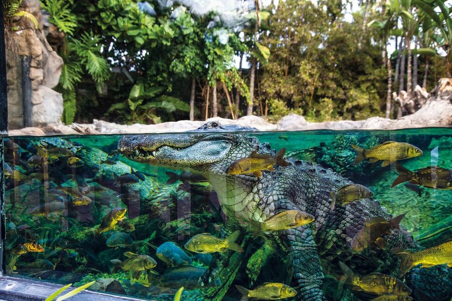 Loro Parque and Siam Park Combined Admission Tickets - Getting between the two parks