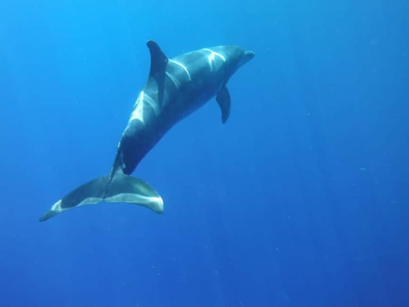 Los Cristianos: Kayak and Snorkel with Turtles and Photos - Paddling past Tenerife’s dark volcanic coast