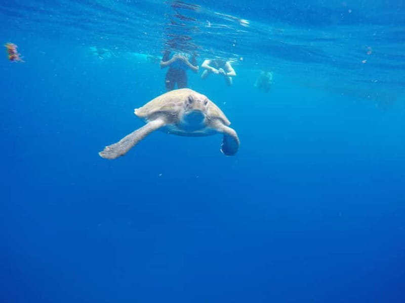 Los Cristianos: Kayak and Snorkel with Turtles and Photos - What $34 includes, and why it is good value