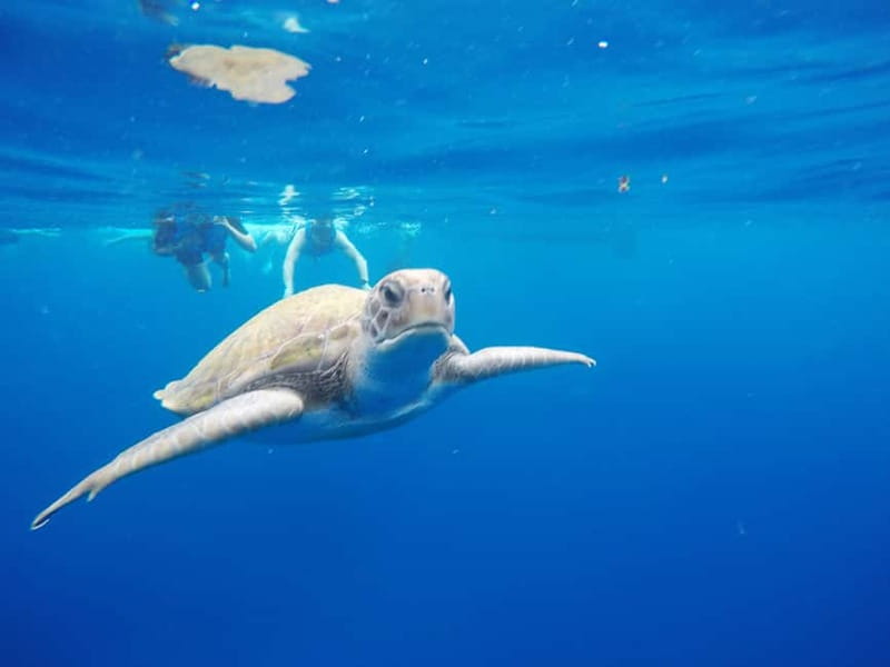 Los Cristianos: Kayak and Snorkel with Turtles and Photos - The 20-minute safety briefing on the sand