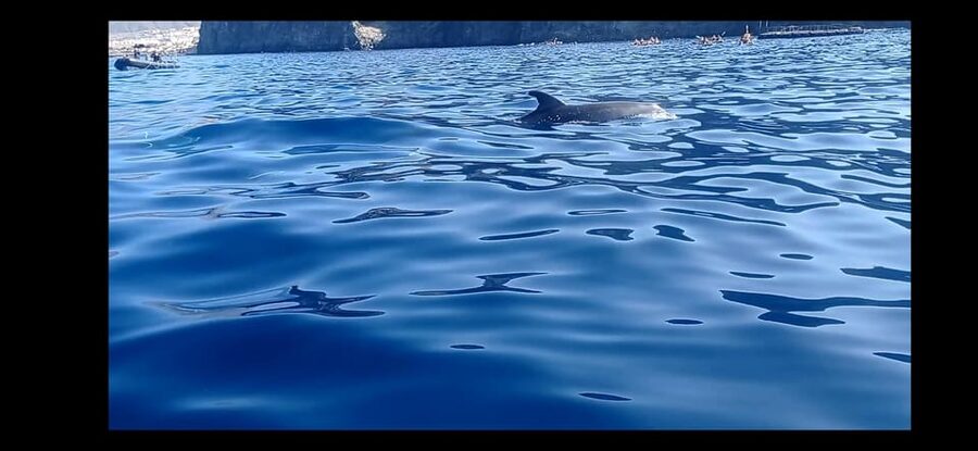 Los Cristianos: Kayak & Snorkel Tour with turtles and photos included - Key points to know before booking