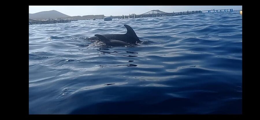Los Cristianos: Kayak & Snorkel Tour with turtles and photos included - Paddling from Playa de Los Cristianos