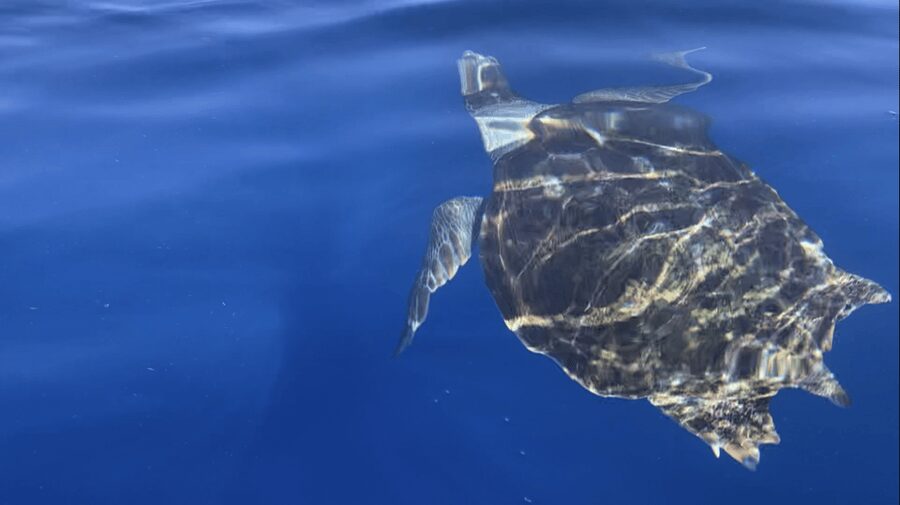 Los Cristianos: Kayak & Snorkel Tour with turtles and photos included - The return paddle to Los Cristianos