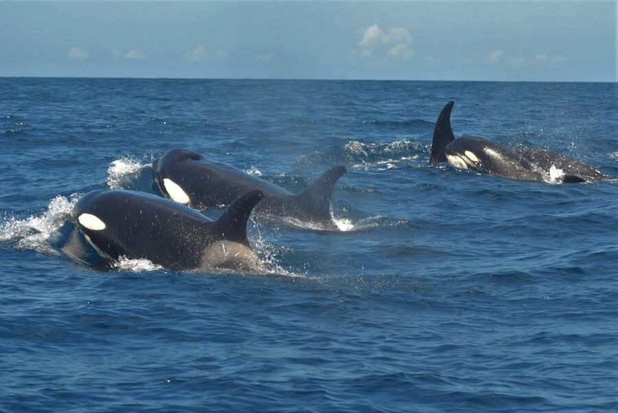 Los Cristianos Respectful No-Chase Whale and Dolphin Safari - Practical tips for a better outing