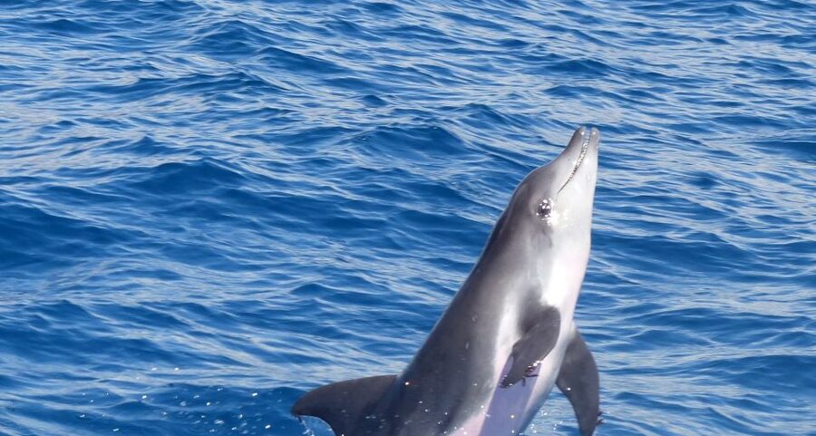 Los Cristianos Respectful No-Chase Whale and Dolphin Safari - A no-chase safari from Los Cristianos