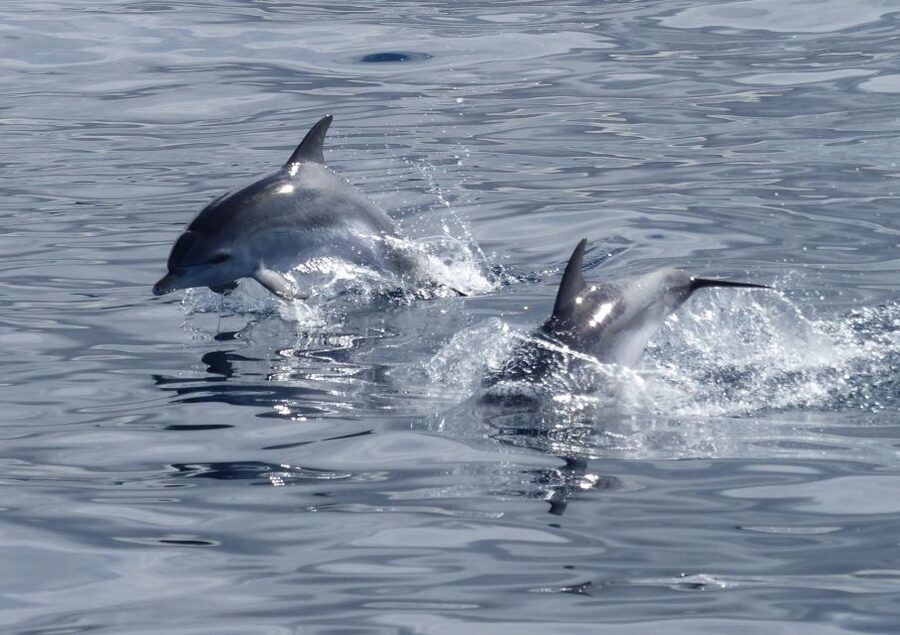 Los Cristianos Respectful No-Chase Whale and Dolphin Safari - The two-hour route, step by step