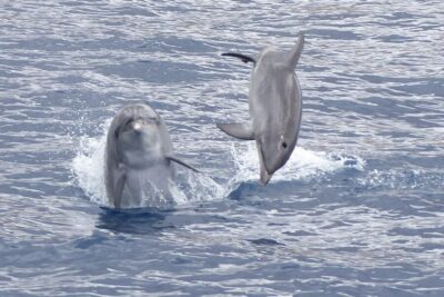 Los Cristianos Respectful No-Chase Whale and Dolphin Safari