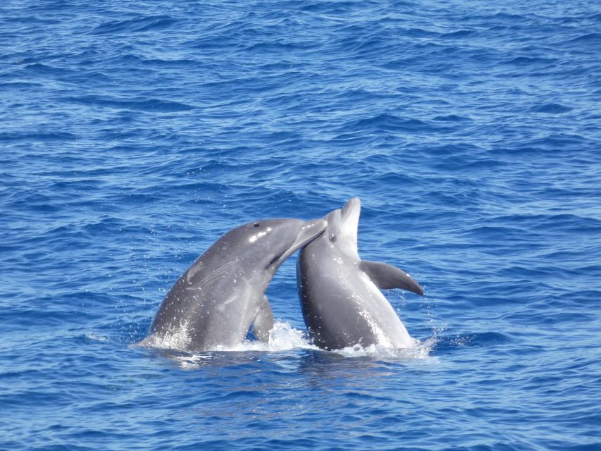 Los Cristianos Respectful No-Chase Whale and Dolphin Safari - Why the no-chase policy matters