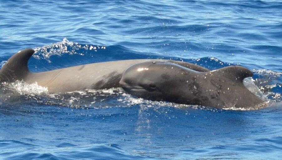 Los Cristianos Respectful No-Chase Whale and Dolphin Safari - The guides and multilingual commentary