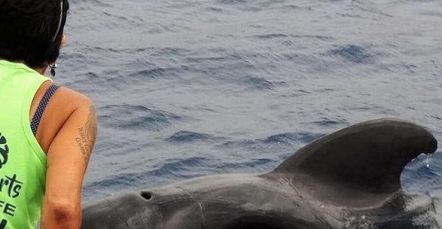Los Cristianos Respectful No-Chase Whale and Dolphin Safari - Comfort, seating, and sea conditions