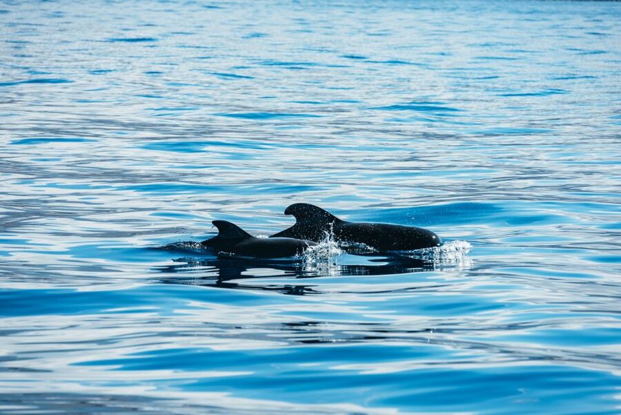 Los Cristianos Respectful No-Chase Whale and Dolphin Safari - Is $29 a fair price?
