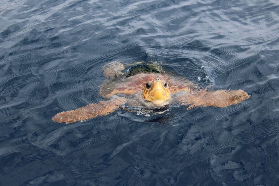 Los Cristianos Respectful No-Chase Whale and Dolphin Safari - Who should book this safari?