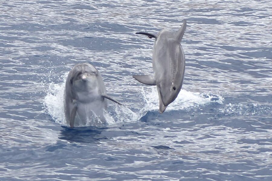 Los Cristianos Respectful No-Chase Whale and Dolphin Safari - What you see around Tenerife’s southern coast