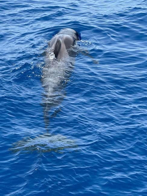 Los Cristianos: Viking Cruise Whales & Dolphins Watching - Why this stretch of sea is good for whale watching