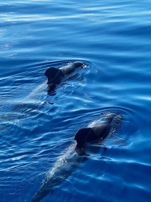 Los Cristianos: Viking Cruise Whales & Dolphins Watching - A Viking show with a playful edge