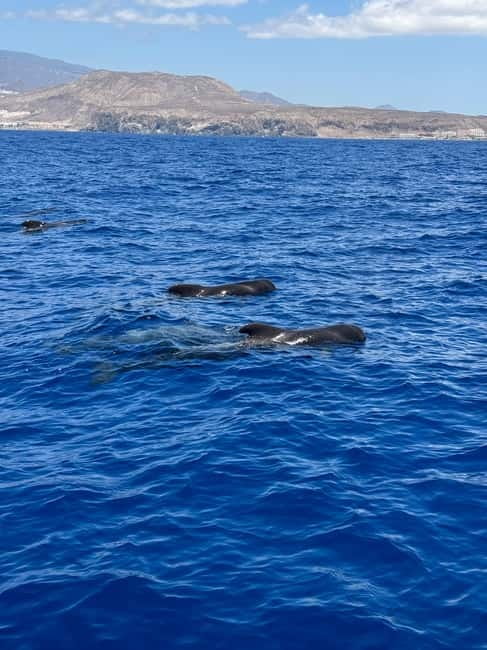 Los Cristianos: Viking Cruise Whales & Dolphins Watching - The crew handles rough moments well