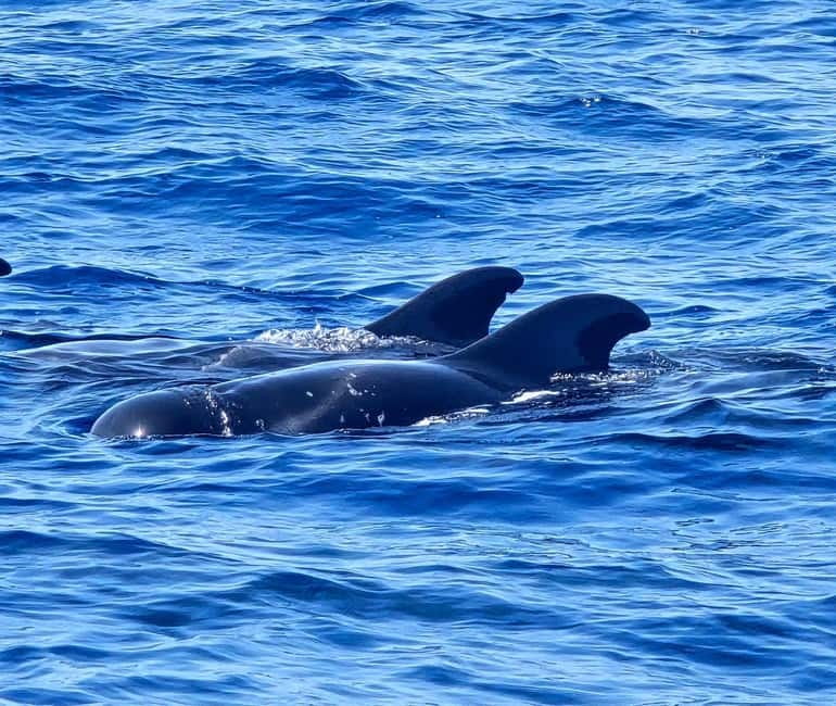 Los Cristianos: Viking Cruise Whales & Dolphins Watching - Views of Tenerife from the water