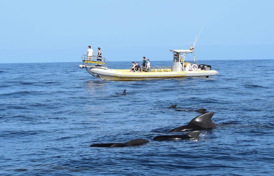 Los Gigantes: Dolphin and Whale Watching Cruise by Speedboat - Key points before you book