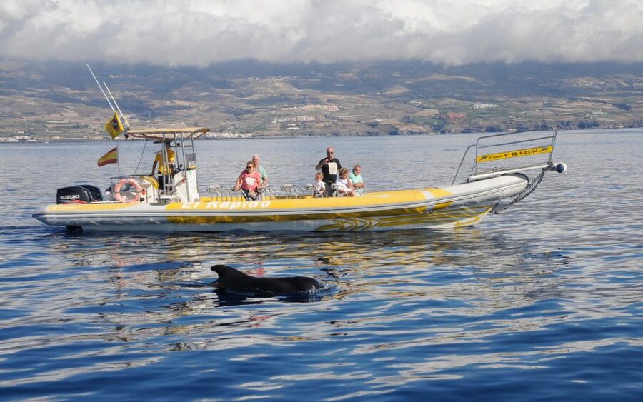 Los Gigantes: Dolphin and Whale Watching Cruise by Speedboat - Why the small RIB makes a difference