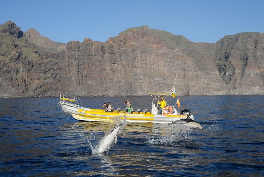 Los Gigantes: Dolphin and Whale Watching Cruise by Speedboat - Watching pilot whales in the Teno-Rasca Sanctuary